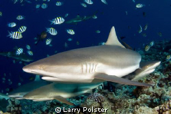 Sharks in Yap by Larry Polster 